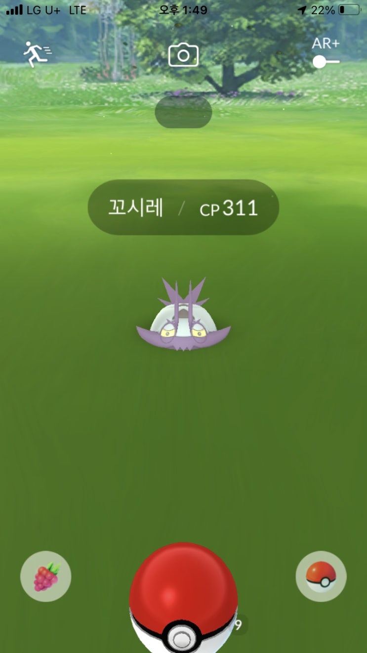  꼬시레