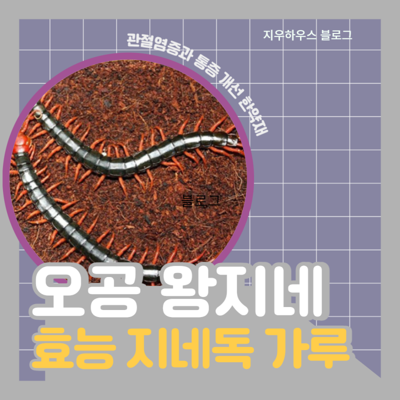 오공 왕지네 효능 지네 독, 가루 먹는 법