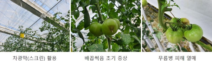 [토마토]토마토의 항산화 물질과 재배 온도 및 습도 관리
