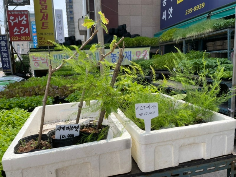 중앙농약종묘사 이미지