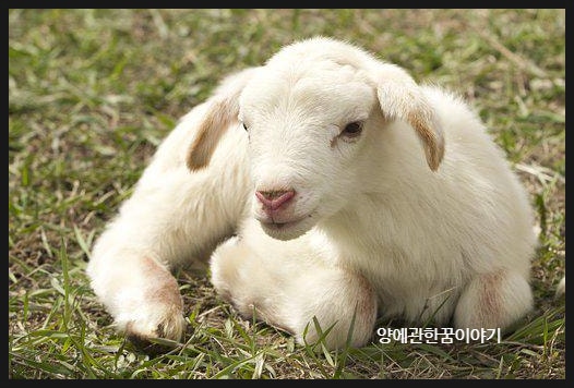  양에관한꿈 양 떼가달리는꿈 새끼양찾는꿈 양 꿈해몽 양이풀뜯고있는꿈