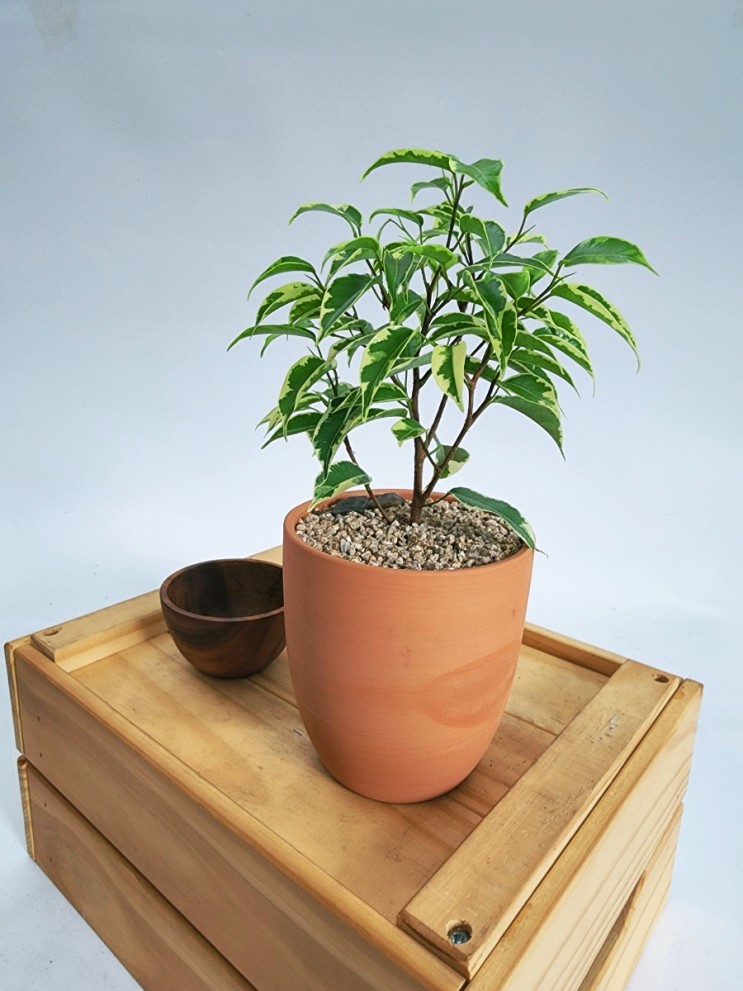 무늬벤자민 고무나무 키우기 키우기쉬운 공기정화식물