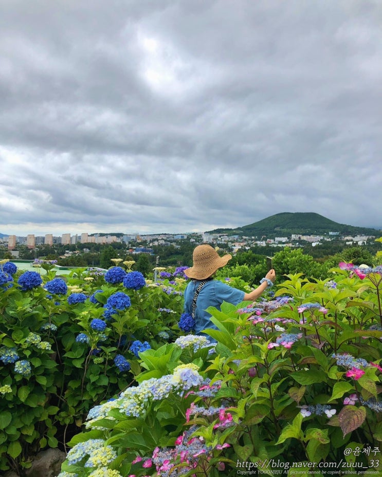  제주도 수국명소 여름 제주 여행 갈만한곳 숨도
