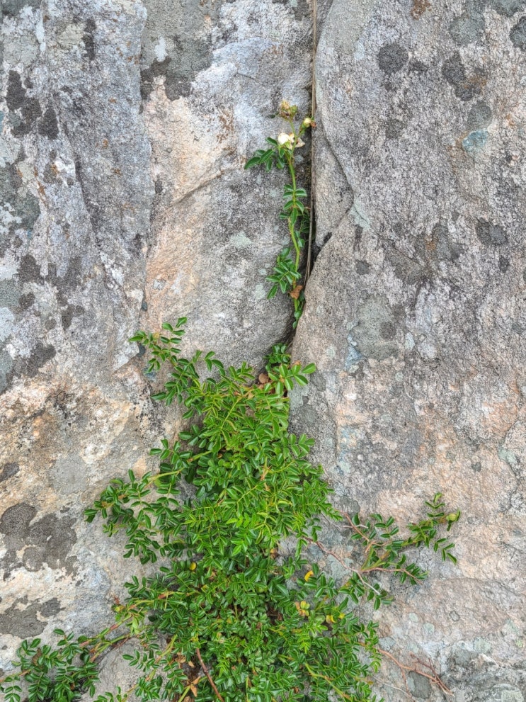 화순 백아산 등산로에서 만난 야생화(돌가시나무, 털중나리)