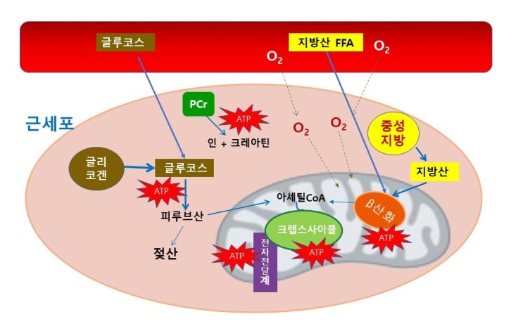  유산소운동과 무산소운동의 정확한 개념