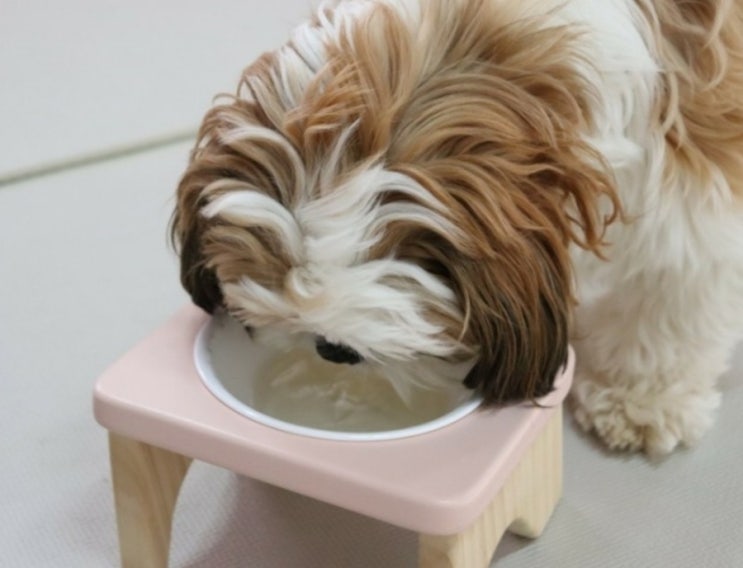  강아지 물 많이 먹고 배 빵빵하다면 쿠싱증후군 의심