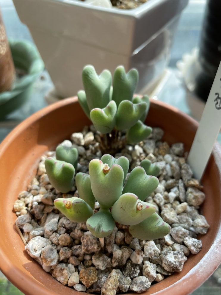  축전 탈피