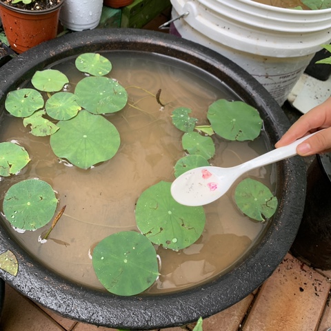  비온 뒤 놀이