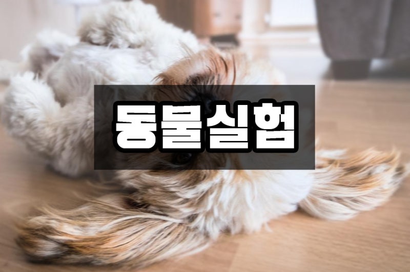 동물실험 찬성 반대 근거 찬반 쟁점 문제 윤리 사례 총정리 : 네이버 블로그