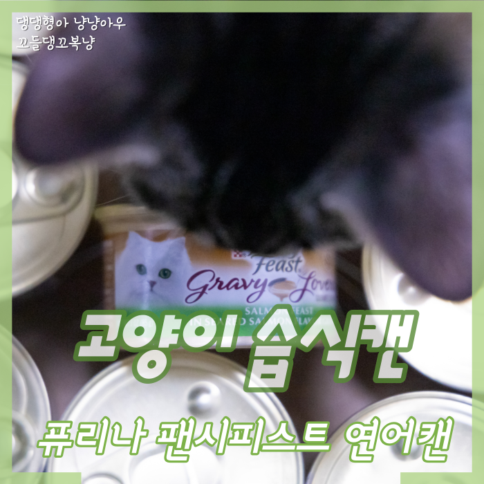  고양이 습식캔 퓨리나 팬시피스트 그레이비 캣 사료 후기