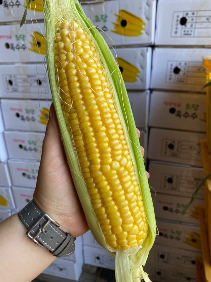  동식농장 - 22년도 제주 초당옥수수 판매  (판매종료)