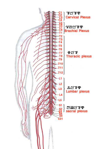 [일산역재활피티 ETHOS PT LAB]대요근 PSOAS MAJOR / 장골근 ILIACUS : 네이버 블로그