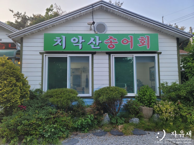  원주 송어회 맛집 치악산송어회 송어횟집 추천