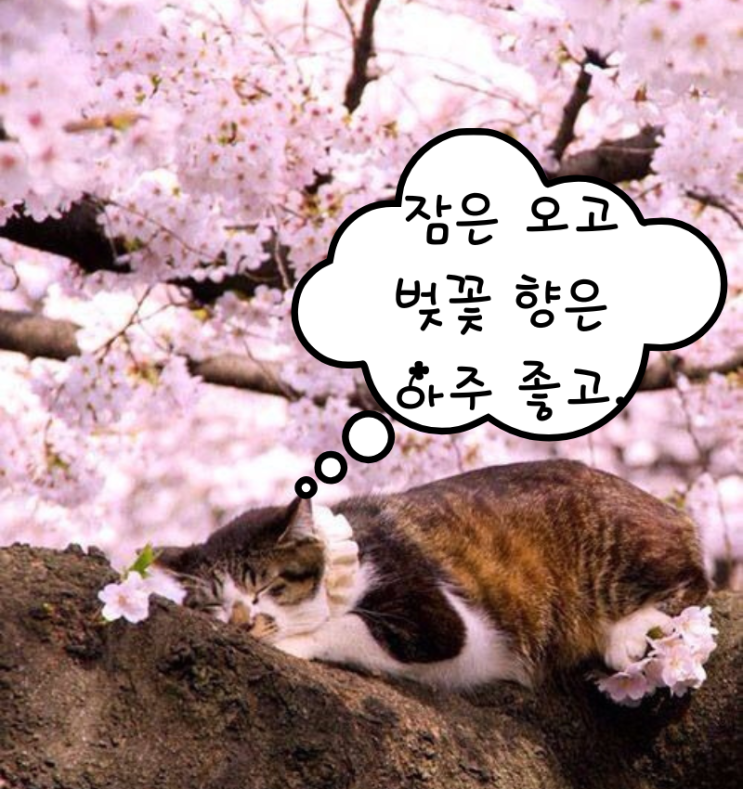 [좋은 글귀] 벚꽃의 꿈   -유응교-
