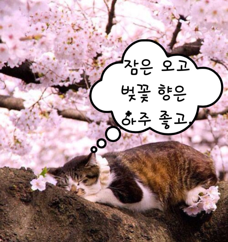 [좋은 글귀] 벚꽃의 꿈   -유응교-