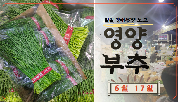  [경매사 일일보고] 가락시장 6월 17일자 "영양부추" 경매동향을 살펴보겠습니다!