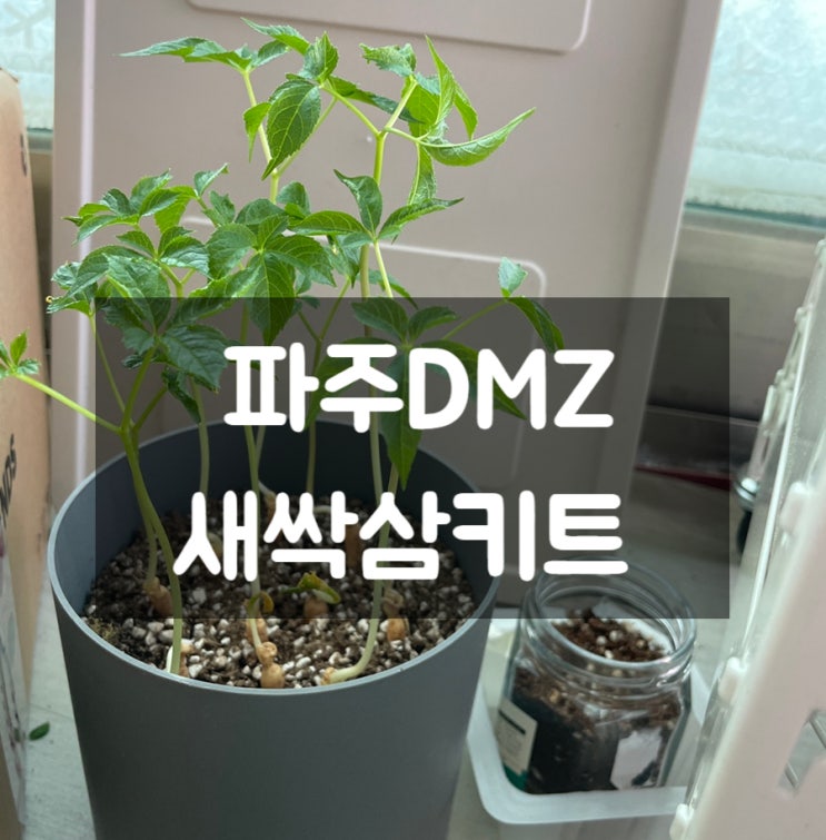  새싹인삼 집에서 키워서 내가 먹어보겠다 by 파주DMZ새싹삼키트