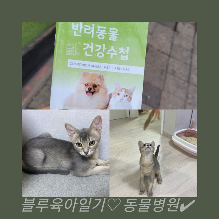  아비시니안고양이 아깽이 블루의 첫 동물병원가기