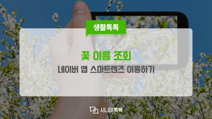  네이버 꽃 이름 조회, 이 꽃 이름이 뭐지?