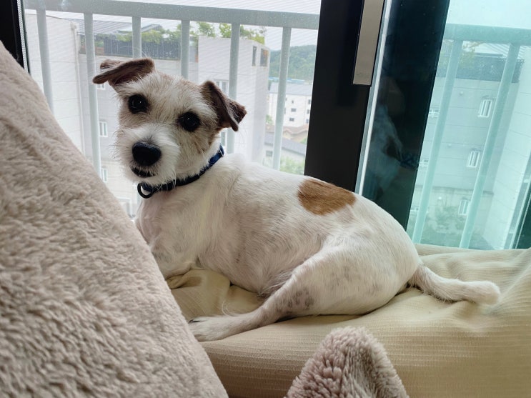  강아지 고양이 나이 계산기 사용해보셨어요?
