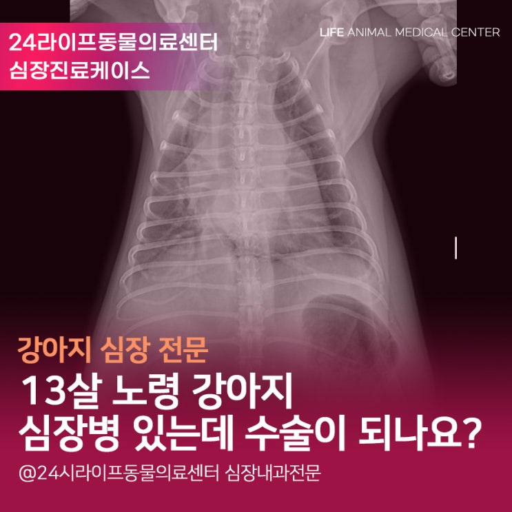 대구 강아지 심장 전문 : 13살 노령견 강아지 심장병 있어도 수술이 되나요?