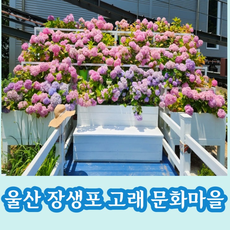  울산 수국은 장생포 고래 문화마을에서 인생 샷 남기자!