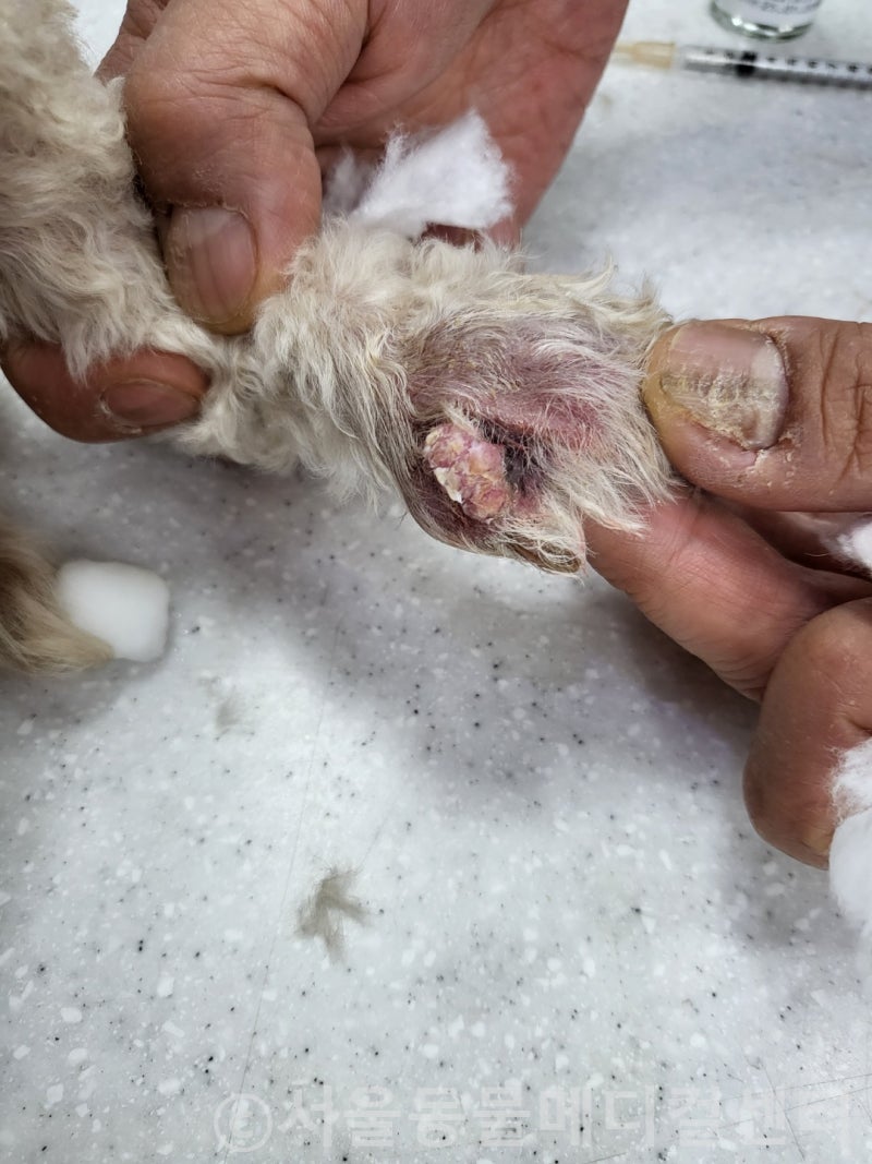 강아지 종괴, 사마귀, 쥐젖 플라즈마 제거_ 경기광주 오포읍 신현리 능평리 24시 동물병원 : 네이버 블로그