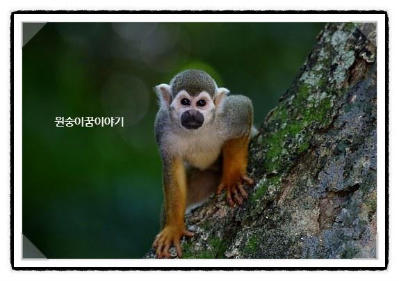  원숭이가 나무에 오르는꿈 원숭이가 재주부리는꿈  원숭이가 나무에서떨어지는꿈 원숭이꿈해몽 원숭이보는꿈