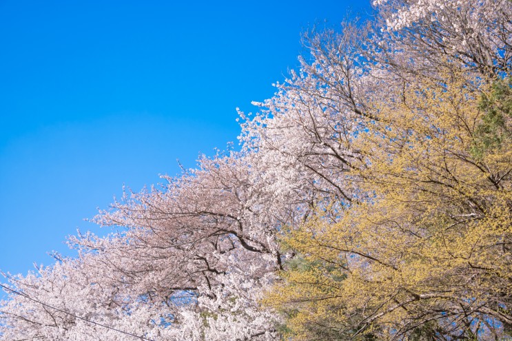 2018.04.12 : 인천 차이나타운의 벚꽃과 자유공원