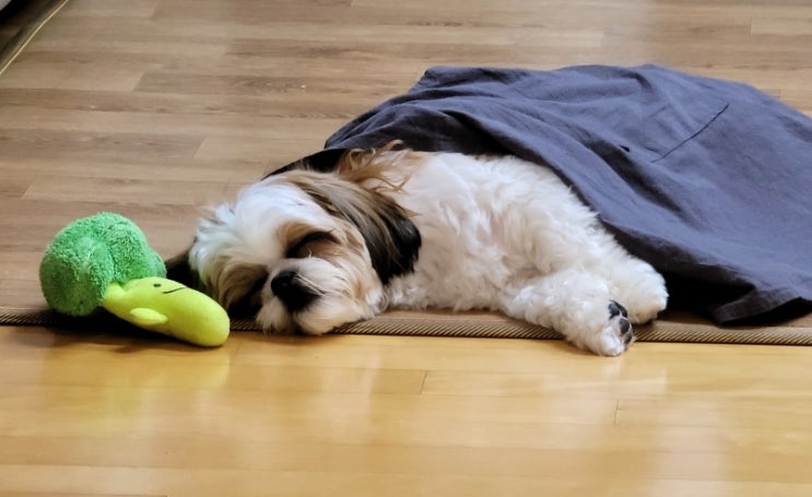  강아지 기지개 자주 켠다면 아픈 걸 수도 있어요