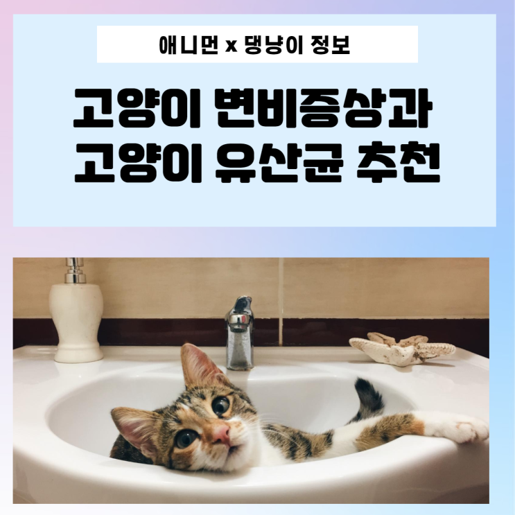 [댕냥이 정보] 고양이유산균 고양이 변비증상과 영양제 추천