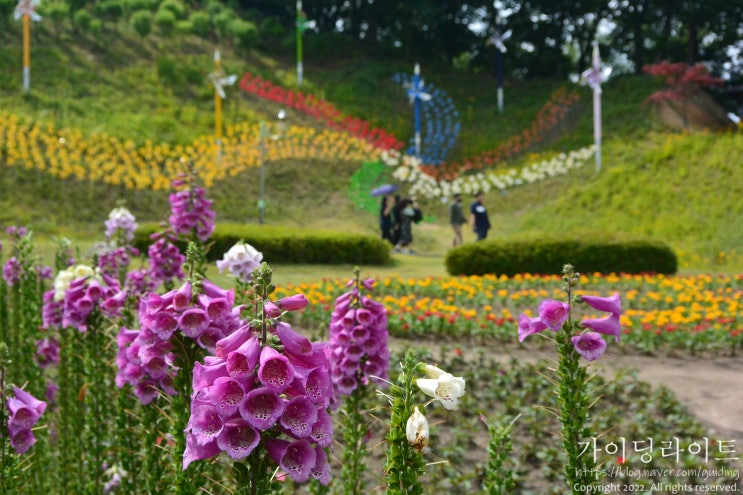 용인 "용인농촌테마파크" - 꽃의 향연이 펼쳐진 아름다운 정원 (feat. 꽃과 바람의 정원 & 소원의 언덕)