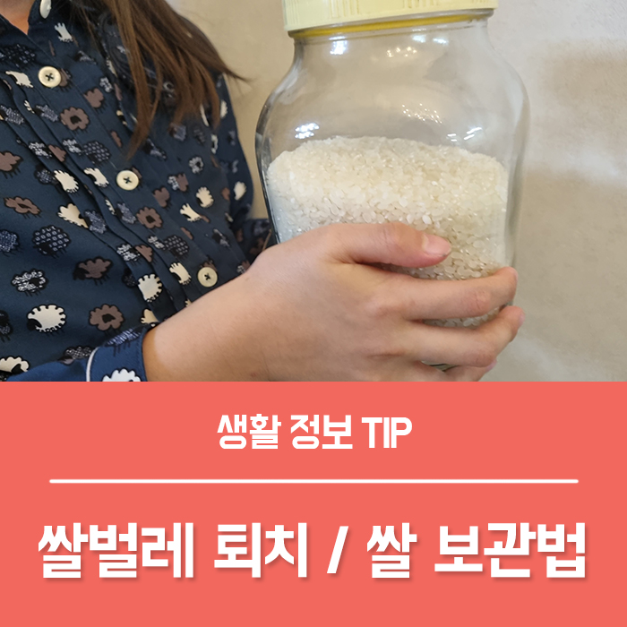 쌀벌레 퇴치 쌀벌레 생긴 쌀 먹는 법, 쌀냉장고 쌀보관 하기