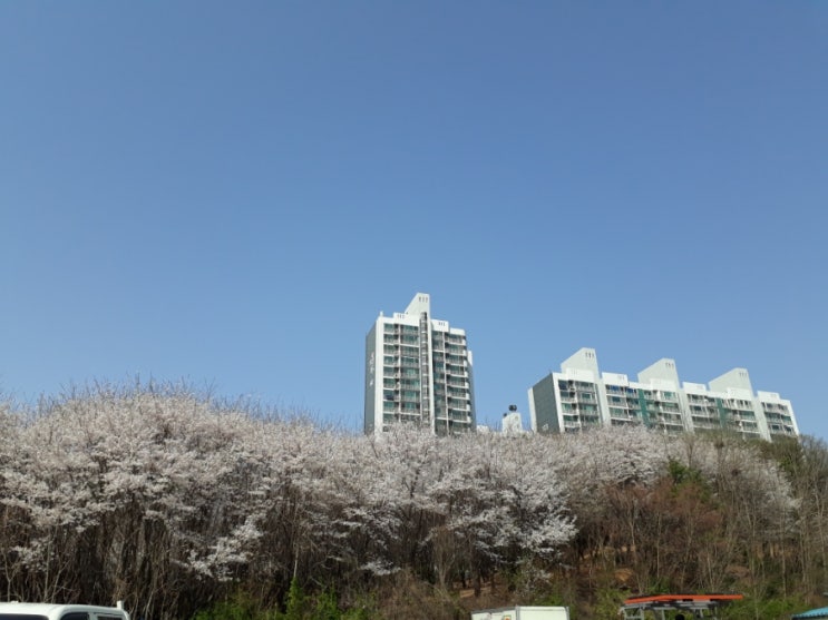 [ 벚꽃 사진 ] 구리시 검배공원