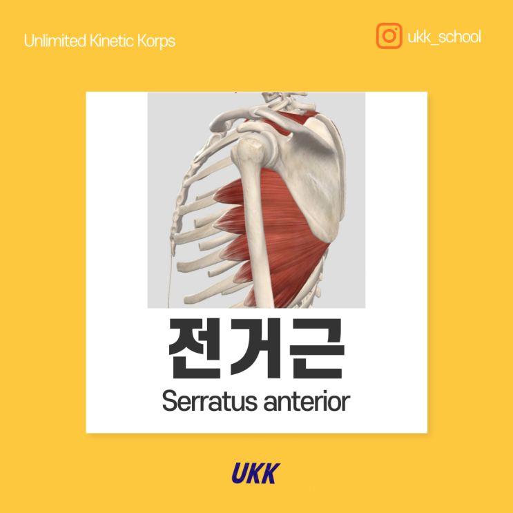  전거근 Serratus anterior