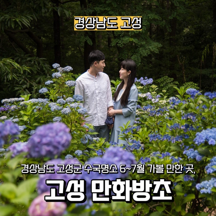  [경상남도] 경상남도 고성 수국 명소 6월 가볼 만한 곳, 고성 만화방초(입장료 있음)