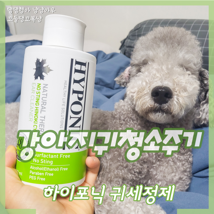  강아지귀청소 주기, 하이포닉 귀세정제 대용량으로 관리해요