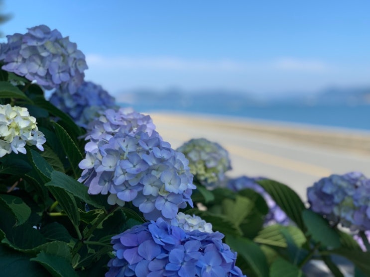 거제도 가볼 만한 곳 :  7월 남부면 저구항 수국축제 (주차장 정보)