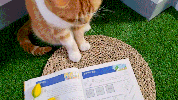  고양이 울음소리 번역기 중국어 성조의 연관성 발음 연습해 보기