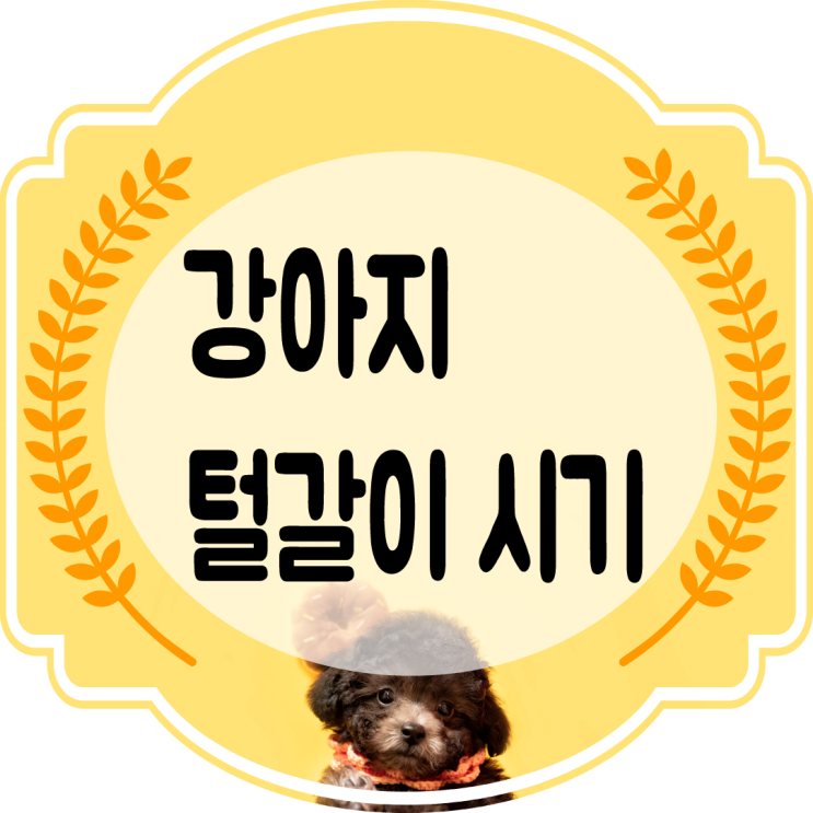  강아지털갈이시기 와 관리방법