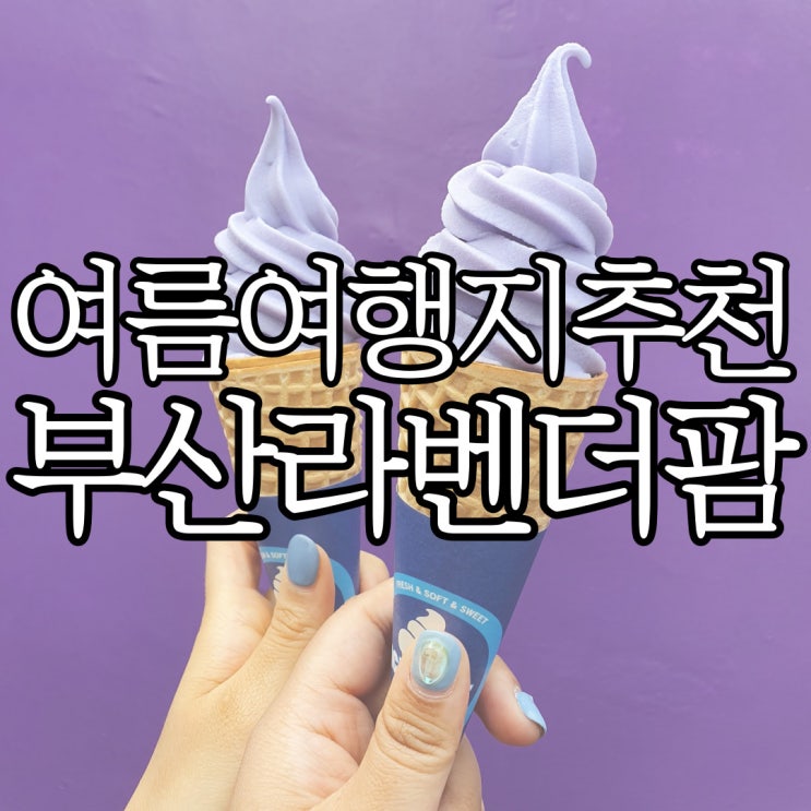  6월 경남 가볼 만한 곳 추천 보랏빛 향연 부산 라벤더 팜
