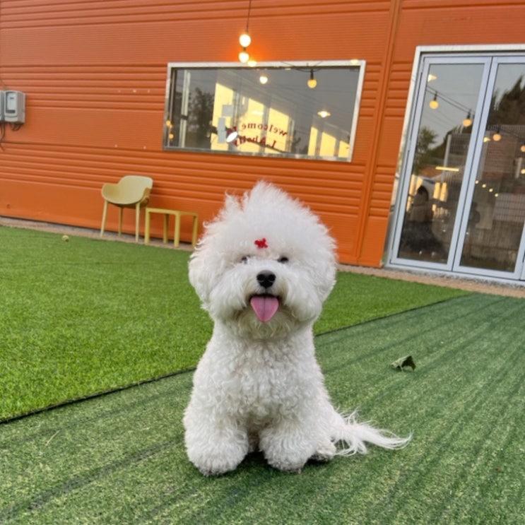  경산애견카페 할리독 후기(대형견, 소형견 분리)
