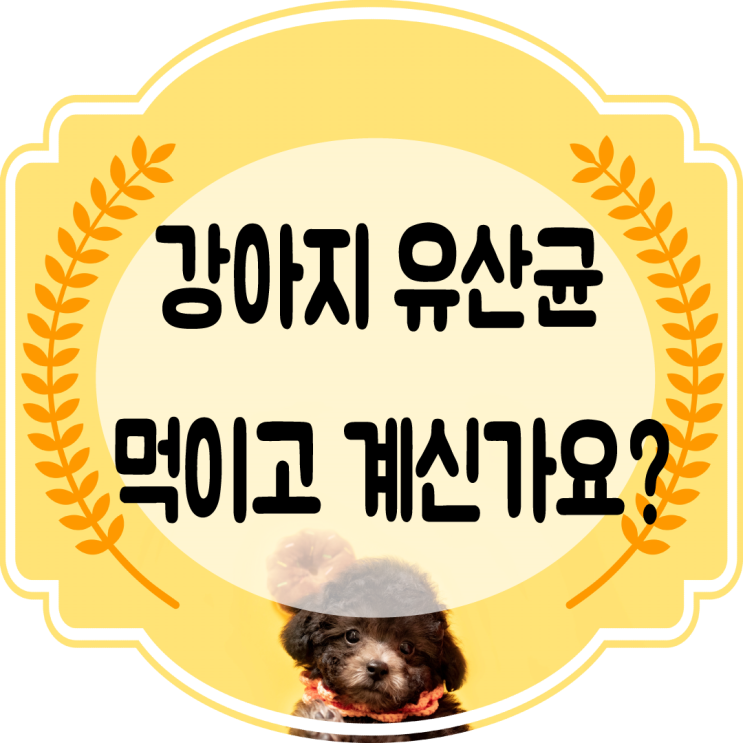  강아지변비 장관리에 좋은 유산균 / 영양제 먹이시나요? (건강식품)