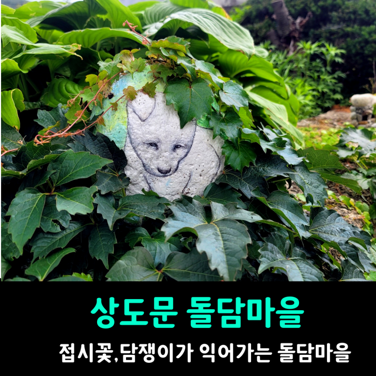 상도문 돌담마을 접시꽃, 담쟁이가 아름다운 설악산자락의 마을 상도문 돌담마을 접시꽃, 담쟁이가 아름다운 설악산자락의 마을