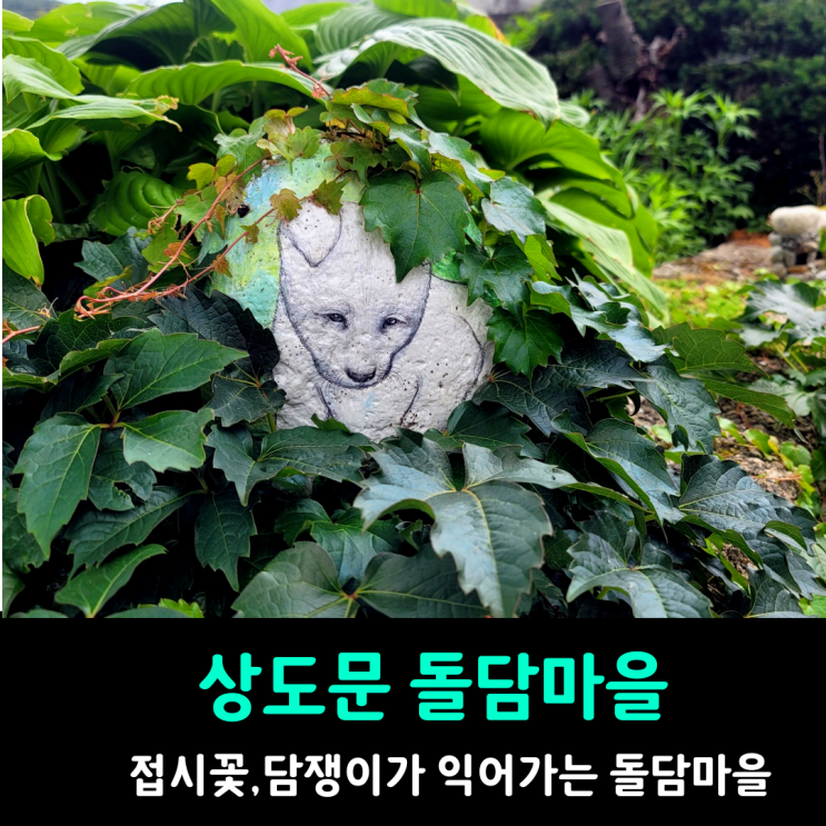 상도문 돌담마을 접시꽃, 담쟁이가  아름다운 설악산자락의 마을