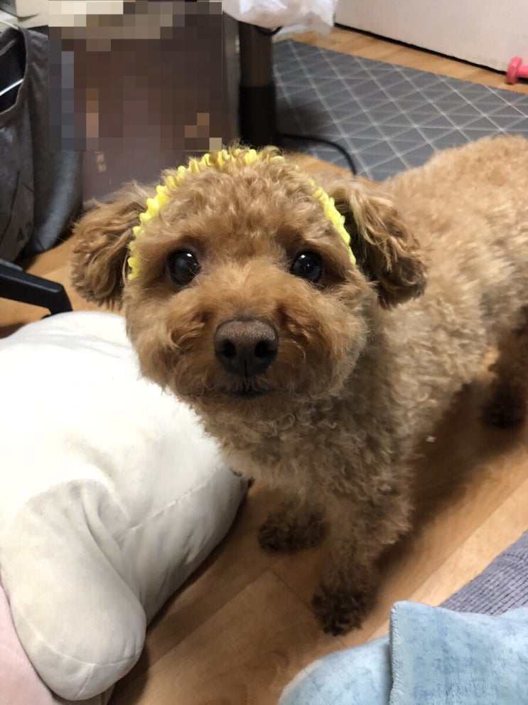  절반 넘게 지난 6월 일상 끄적이기