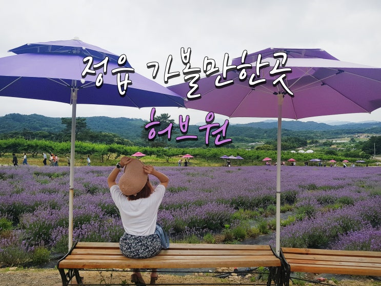 6월의 꽃 라벤더를 보다! 정읍 허브원&허브원카페(2022.06.19)