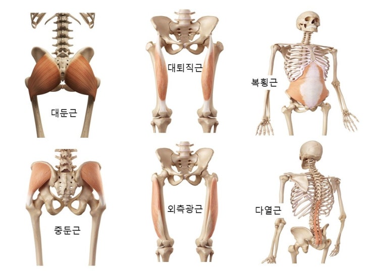  근감소증(Sarcopenia)과 질병코드, 근력운동방법,  모세혈관역치