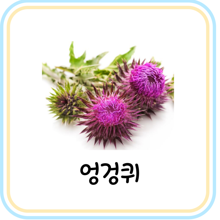 간에 좋은 밀크씨슬 효능 및 성분 알아보기 (feat. 실리마린)