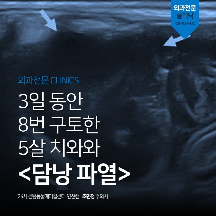 8번 구토한 5살 치와와 <담낭 파열> 담낭절제술 (부산 24시간 야간응급 동물병원, 24시 센텀동물메디컬센터 연산점)